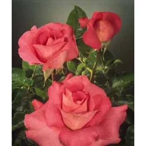 Роза "Бингала"(Bengala)